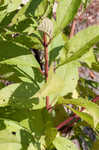 Coastal plain joe pye weed